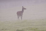 Jele ania (Cervus elaphus)